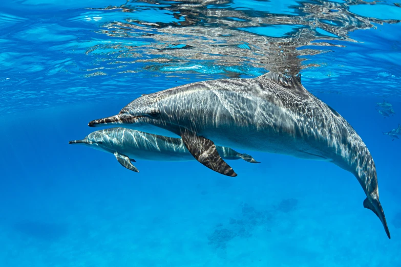 two dolphins are swimming together on the ocean