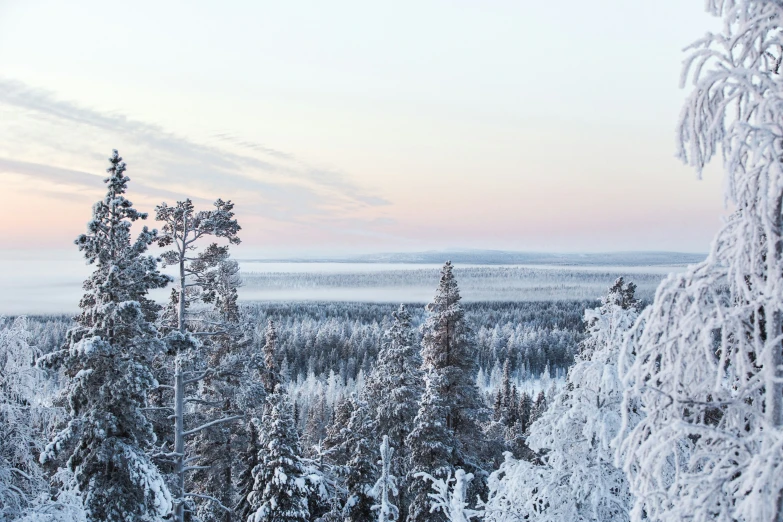 there are many pine trees that have fallen from the nches