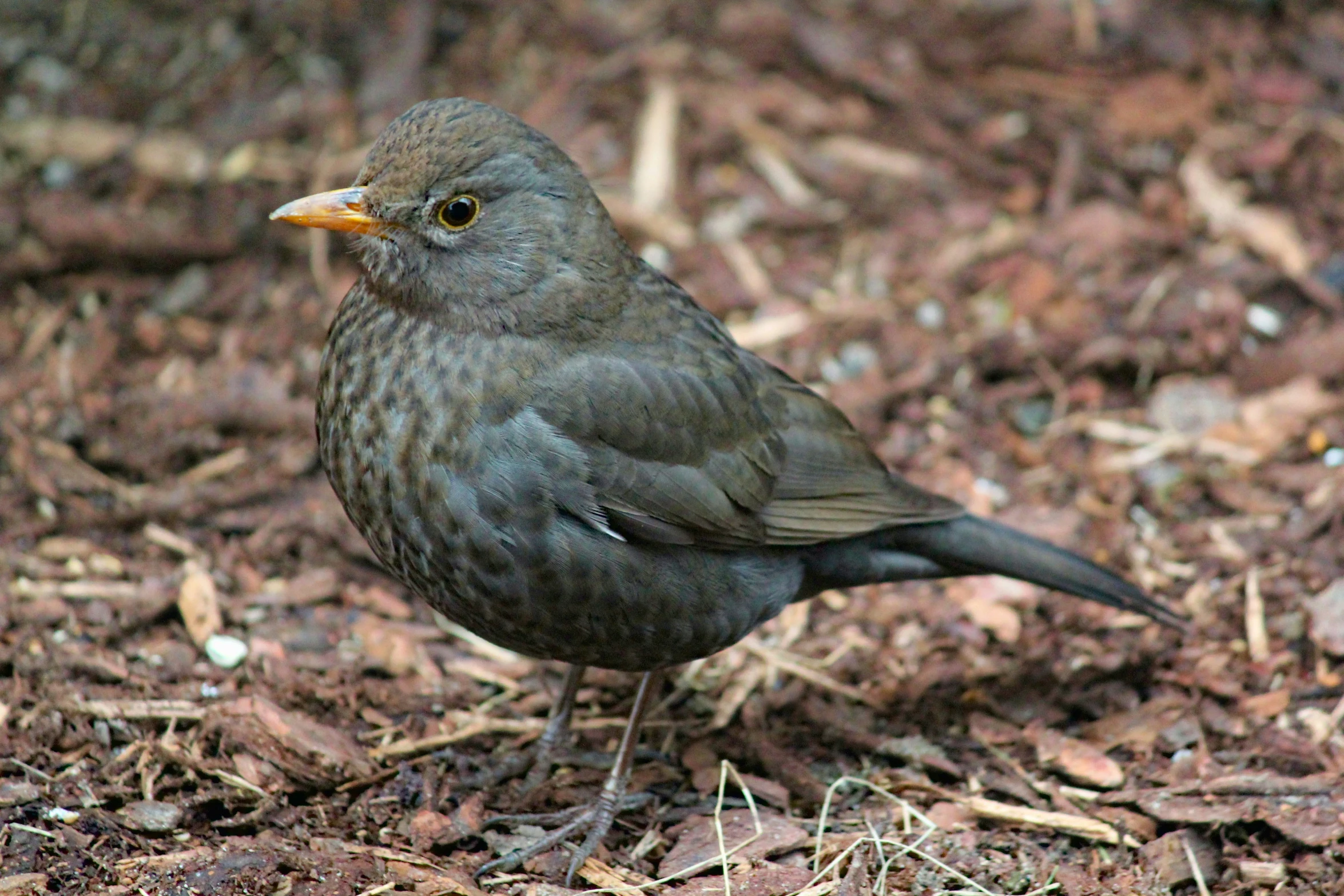 a bird is walking in the woods in daytime