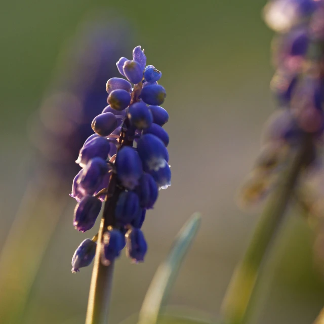 the closeup image of purple flowers is very blurry