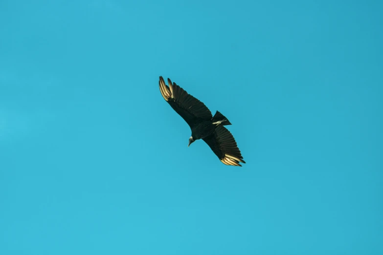 the bird is flying across the blue sky