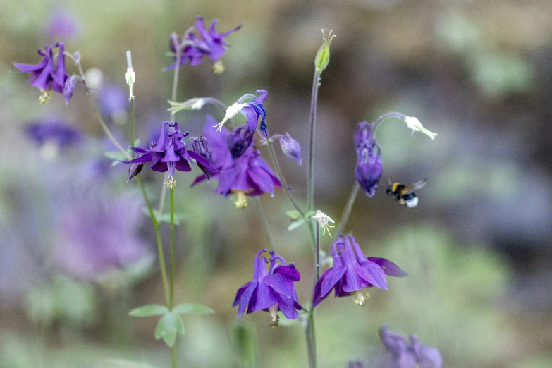 several flowers are blooming together in the field