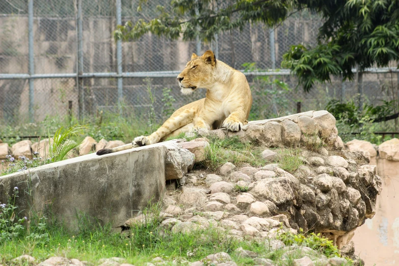 a lion sitting on top of a stone wall