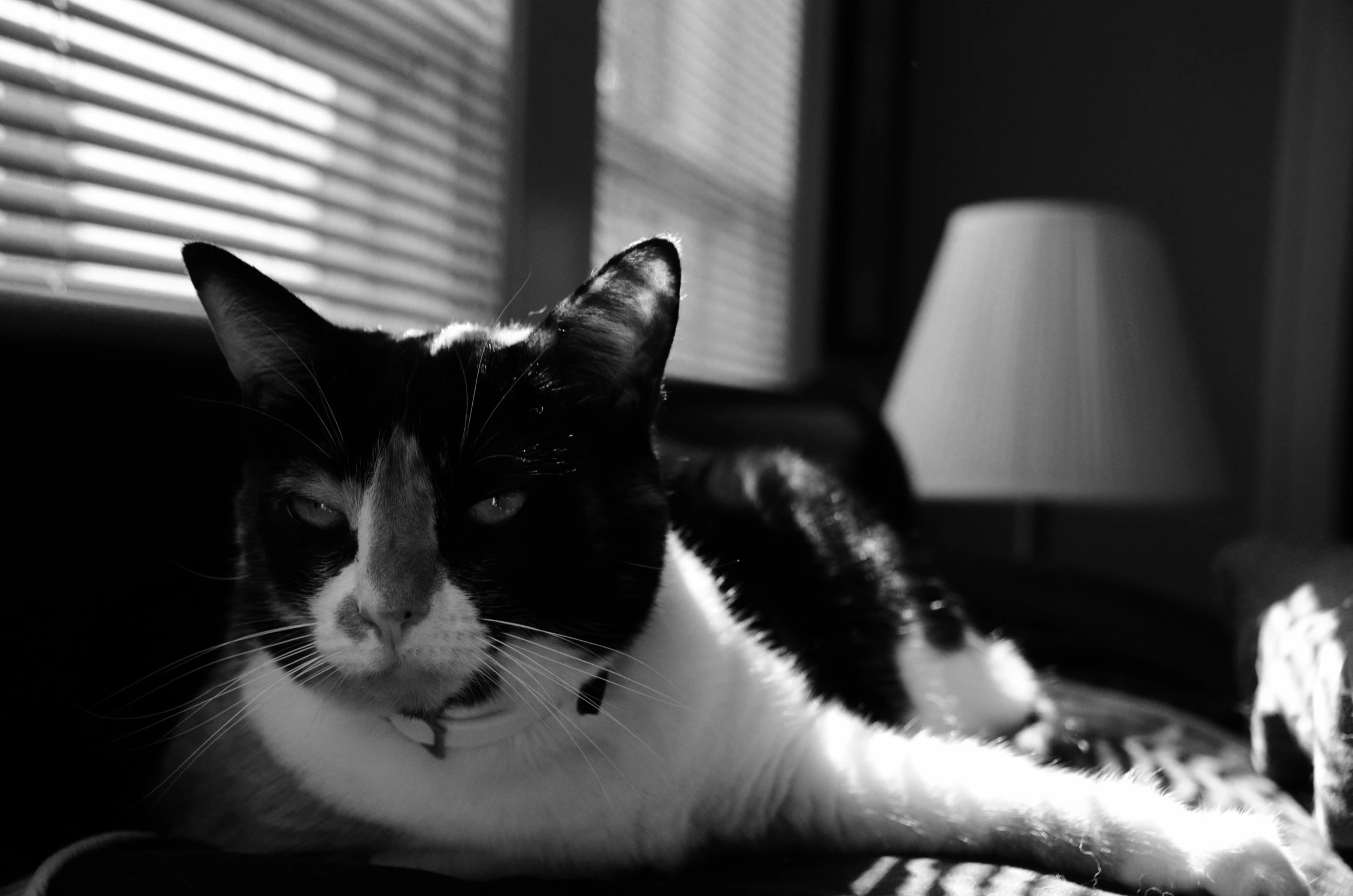 the black and white cat is laying on the couch