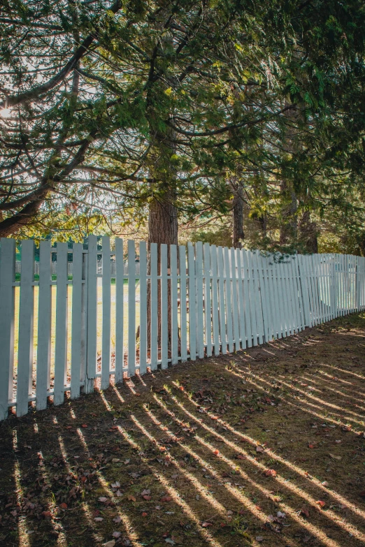 the shadow of the fence appears to be coming off of a tree