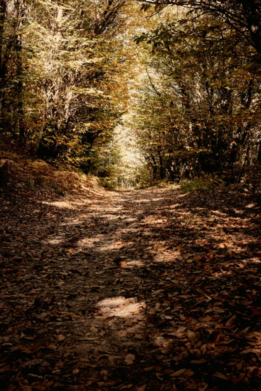 the path to the woods is shaded by bright sunlight