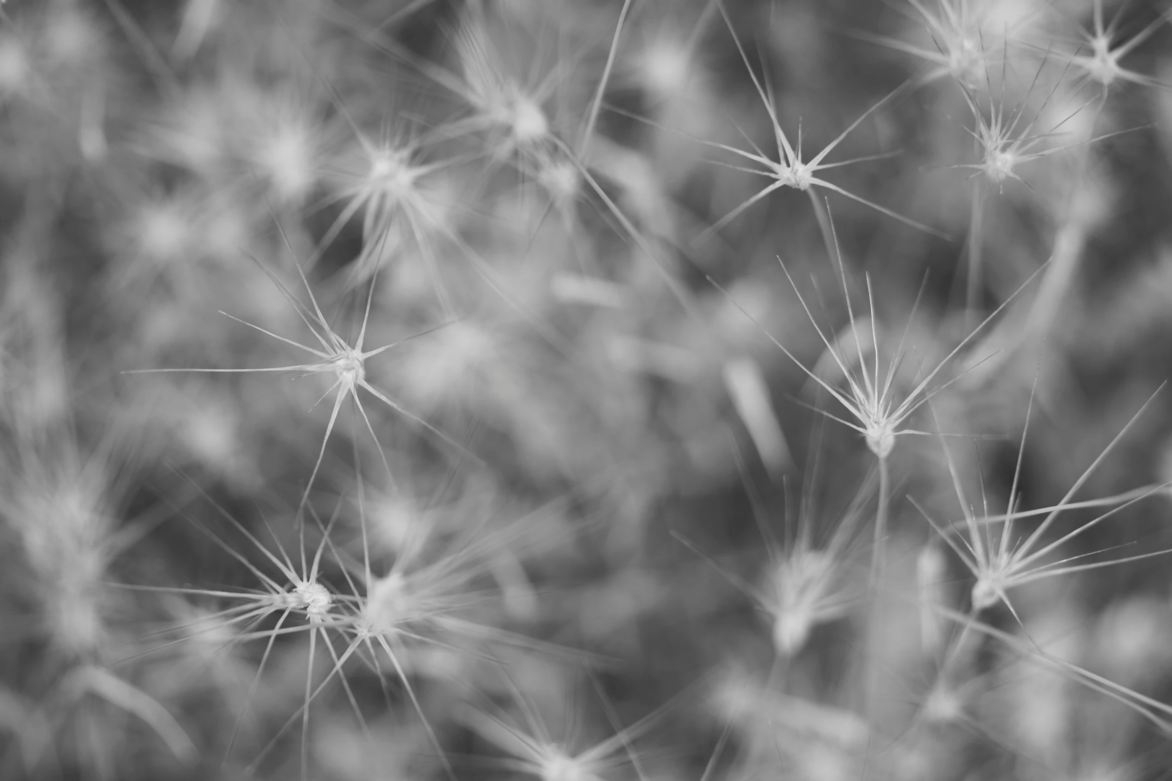black and white pograph of a dandelion