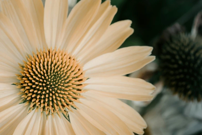 a close up image of the center and petals of an unknown flower