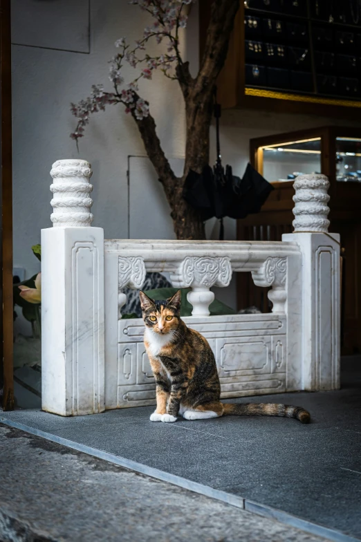 a cat sitting on the ground next to a tree