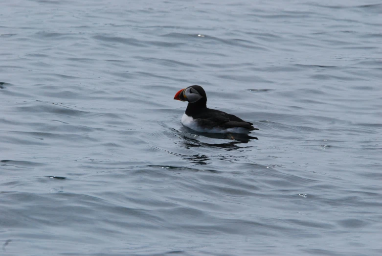 there is a duck that is floating in the water