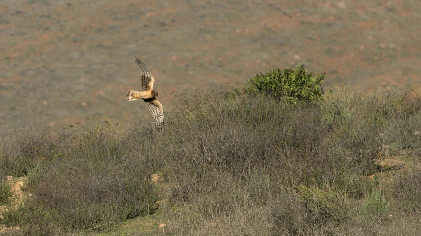 a brown and black bird is flying low over bushes