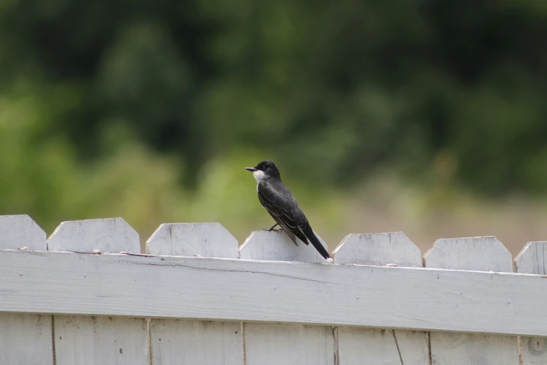 a small bird on top of a fence