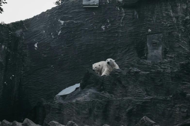 a polar bear is climbing up rocks on a cliff
