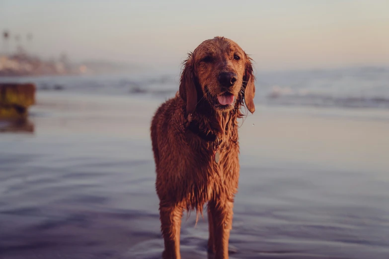 a brown dog standing in the water looking at someone
