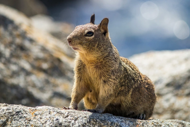 a little brown chipper on top of a rock