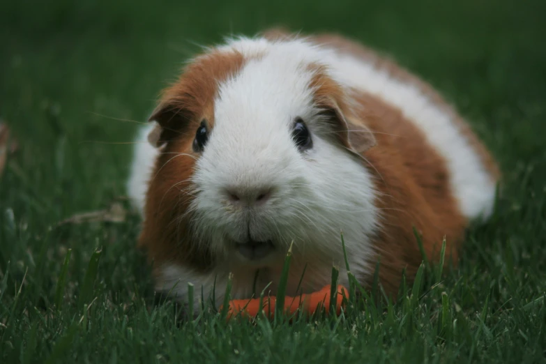 a close up of a small guinea pig with grass