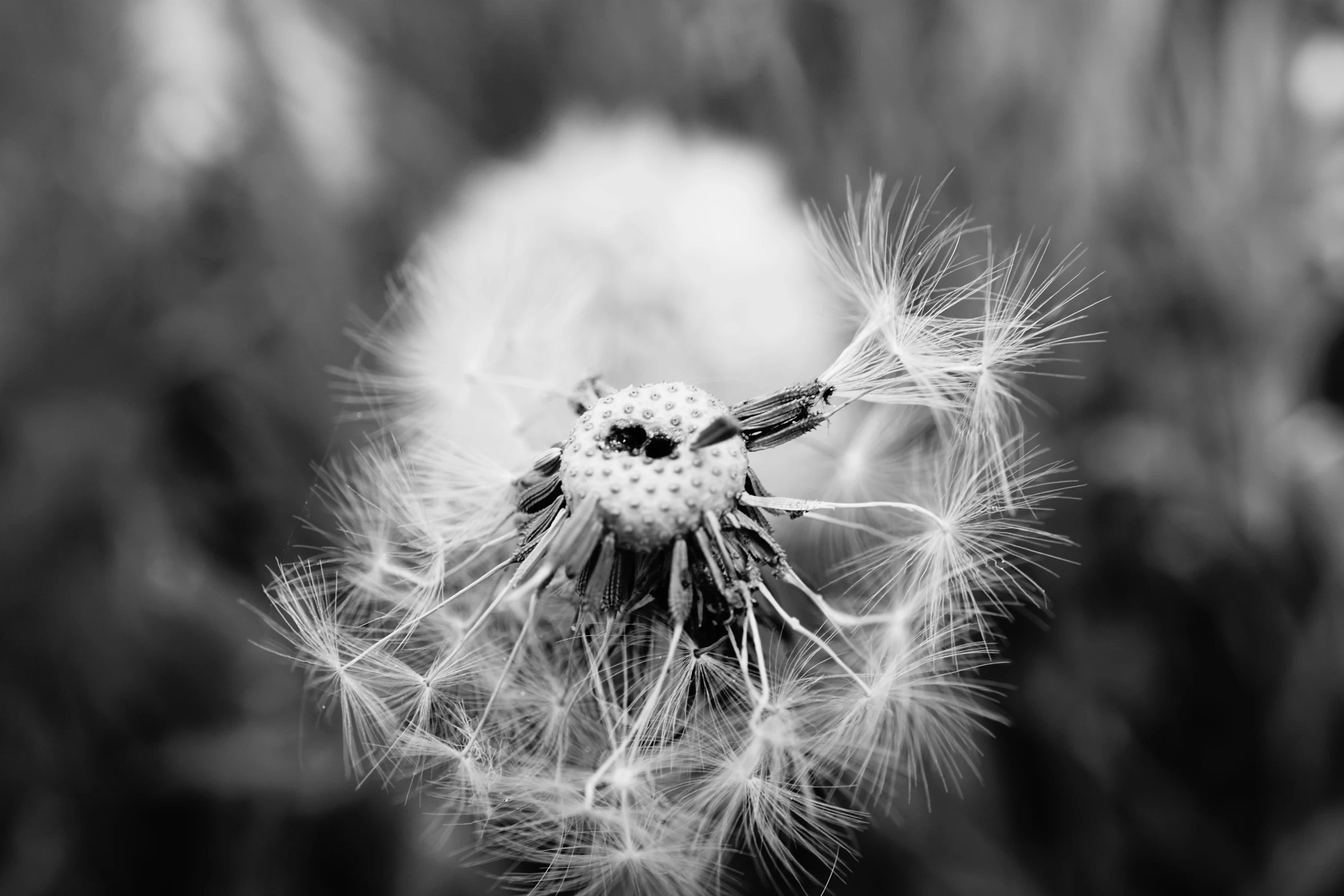 black and white pograph of a dandelion on a black and white background