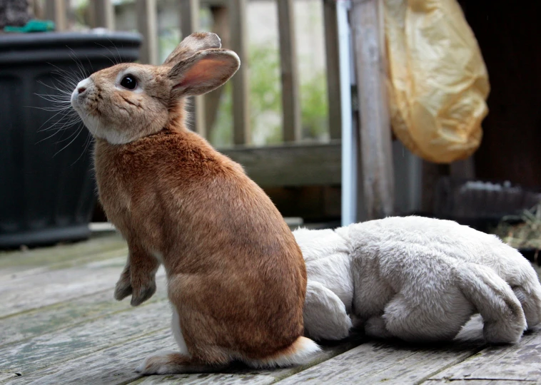 two small rabbit rabbits next to each other on wooden floor