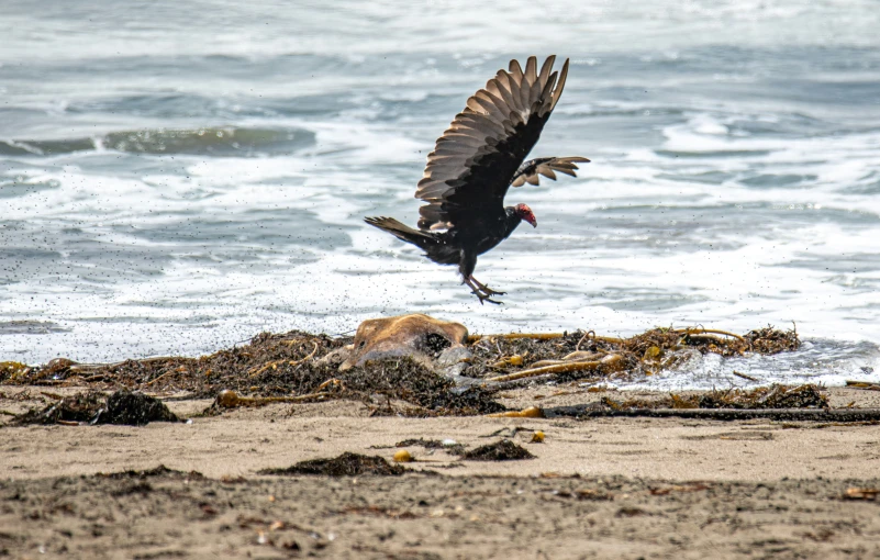 a vulture flying next to an animal in a sandy beach area