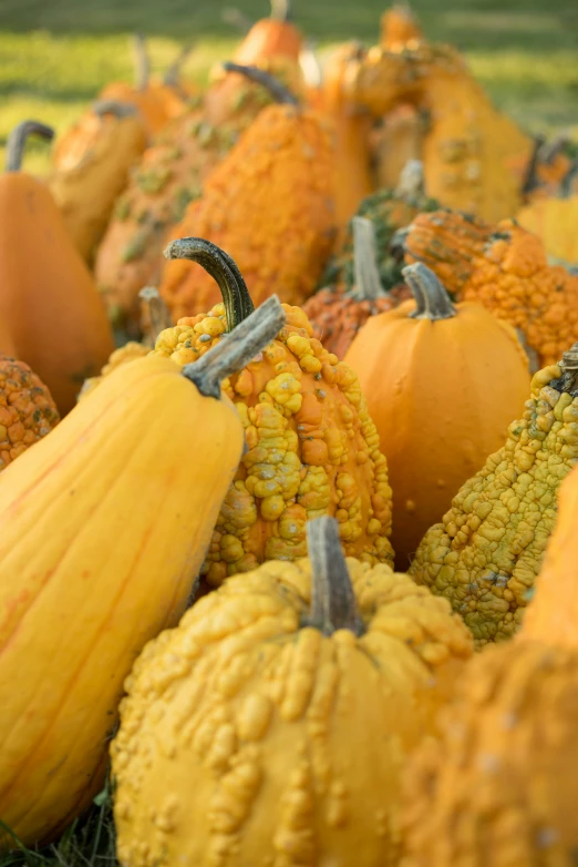 a grouping of gourds and pumpkins sitting in rows