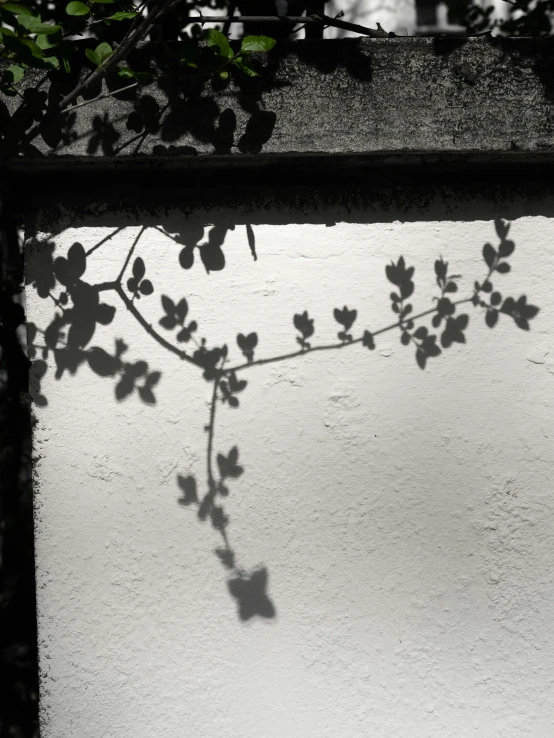 the shadow of a nch on a wall with water droplets