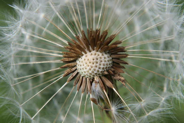 a white dandelion that is growing in a field