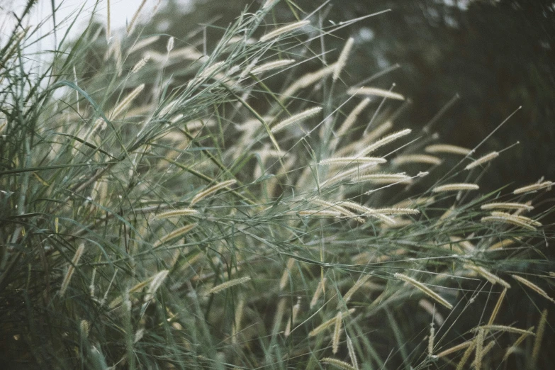 closeup of a shrub, which looks like it is almost blowing