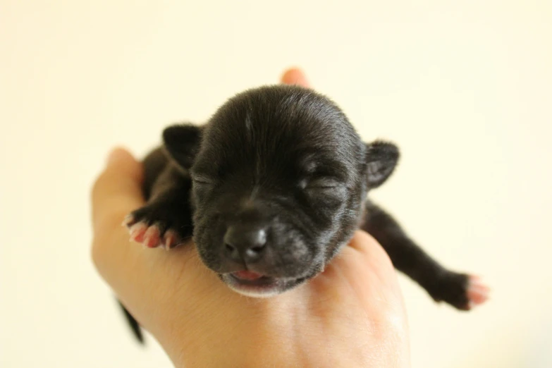 a person holding a little dog on their arm