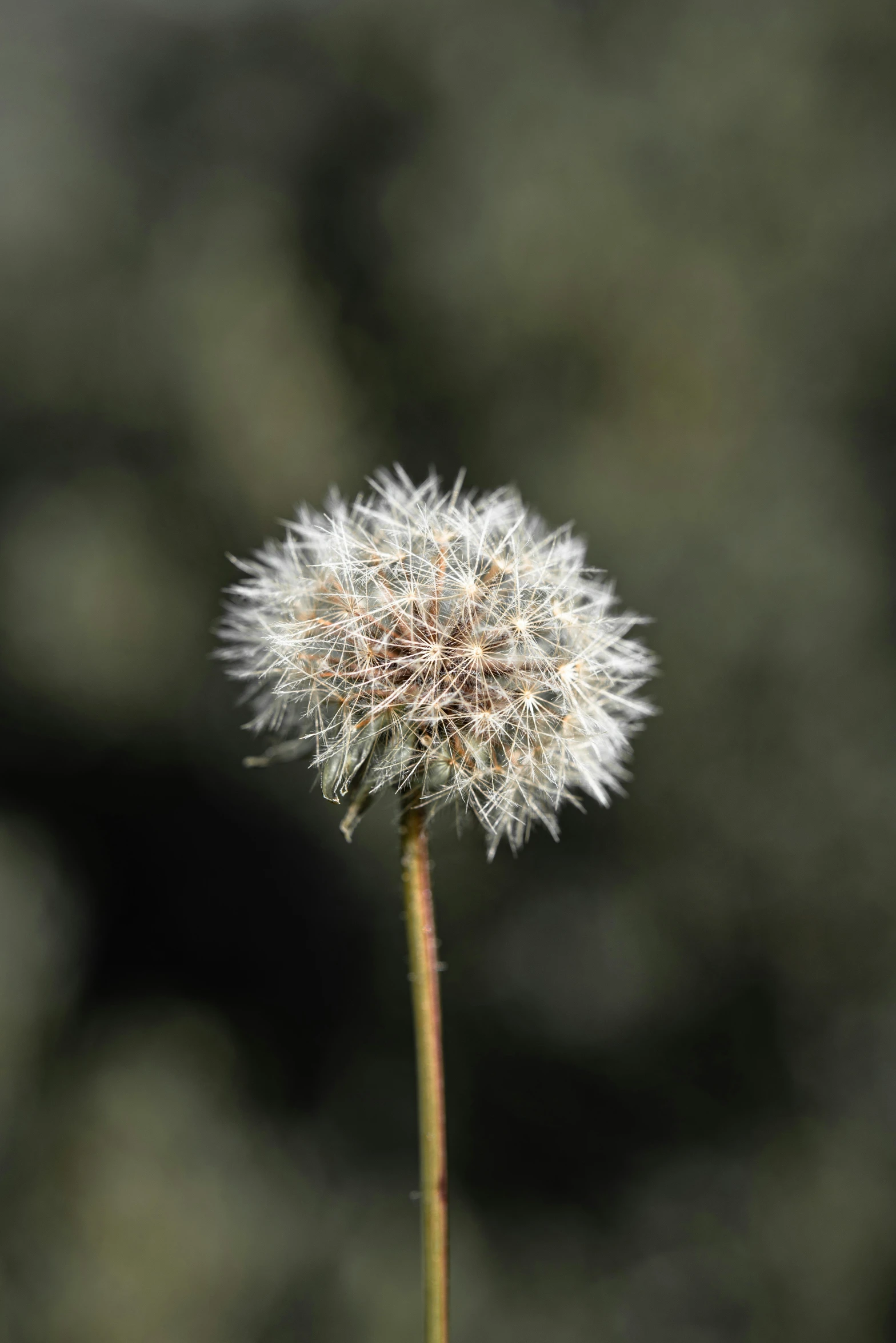 a dandelion with white fuzzy petals is seen against a blurred background