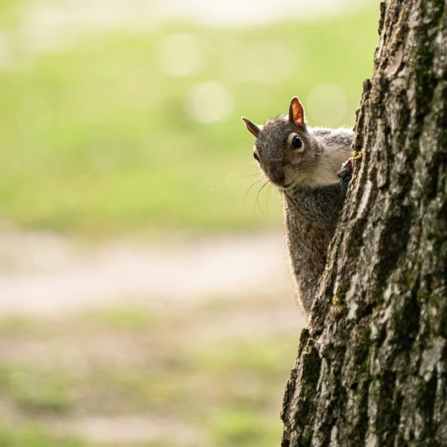 the squirrel is clinging to the side of the tree