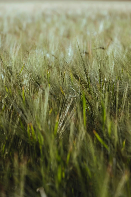 a po of tall grass in the air