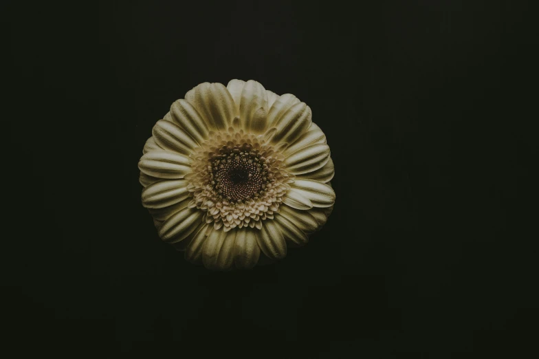 an overhead view of a flower on a dark background