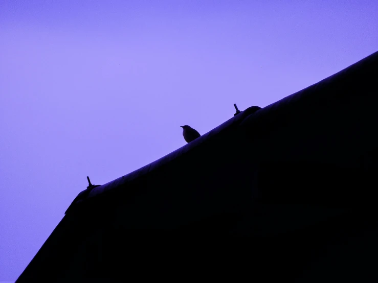 two small birds sitting on the roof of a building