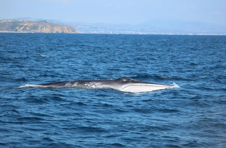 a whale is seen out in the water