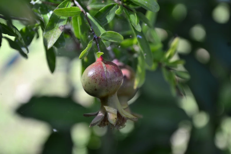 a seed and leaf that is on a tree