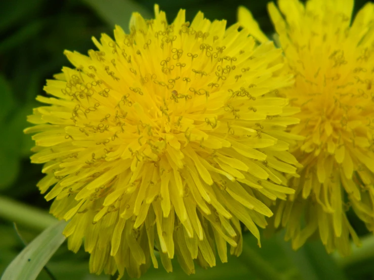 two yellow dandelions are in the grass