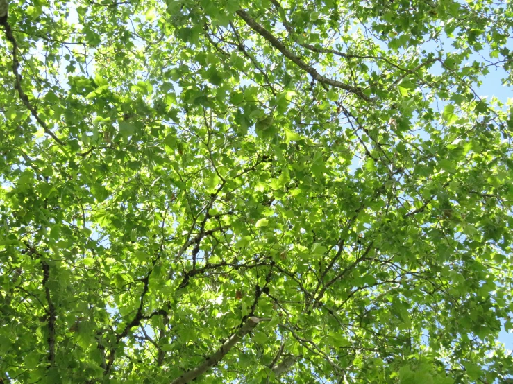 green leaves are all over the treetops in the sunlight