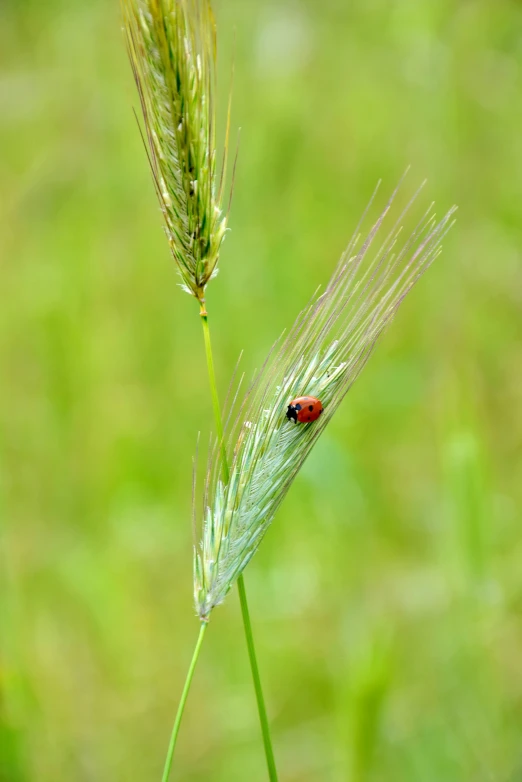 a green leaf with a red bug on it