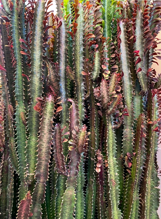 many green and pink cactus's are in front of the building