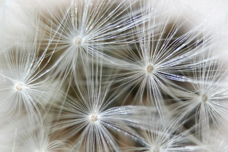 the seeds are white with little bubbles that are blowing on it