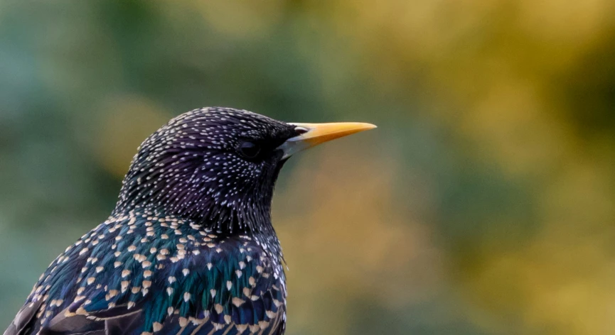 black bird standing up with green background