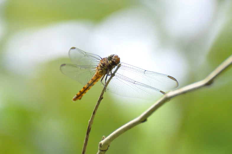a dragonfly perched on top of a leafless nch