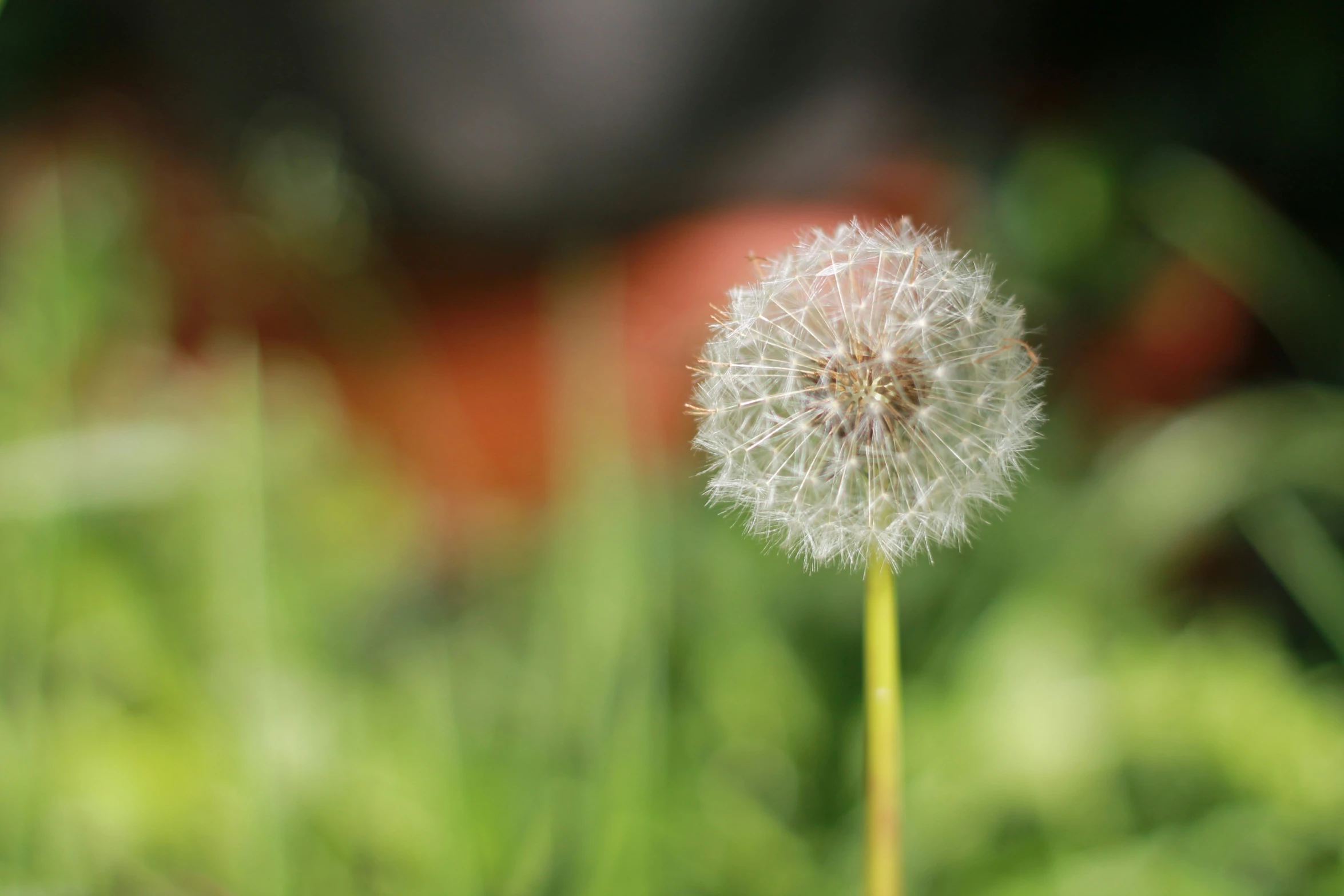 a close up image of a dandelion with blurred background