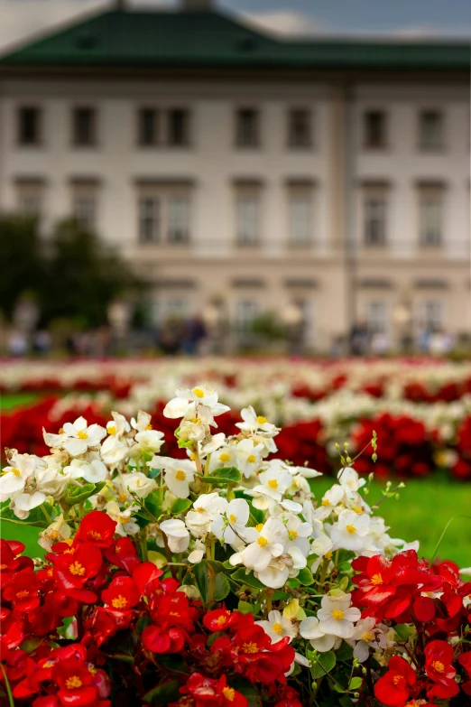 a field with white and red flowers in front of a building