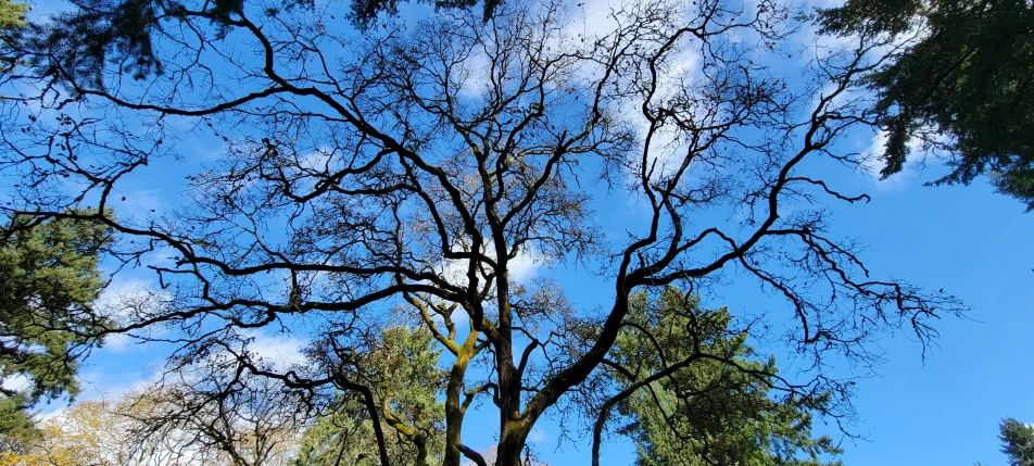 a view looking up at a bare tree