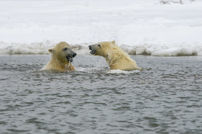 two polar bears play in the water with their mouths open