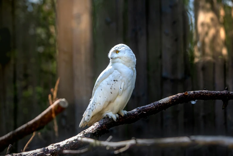 a white bird is standing on a nch