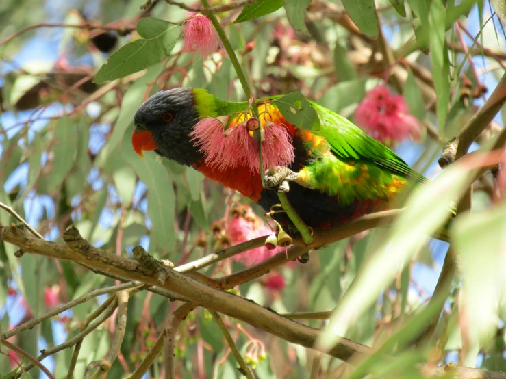 a parrot perches on a nch in a tree