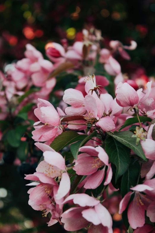 some pretty flowers are in bloom together