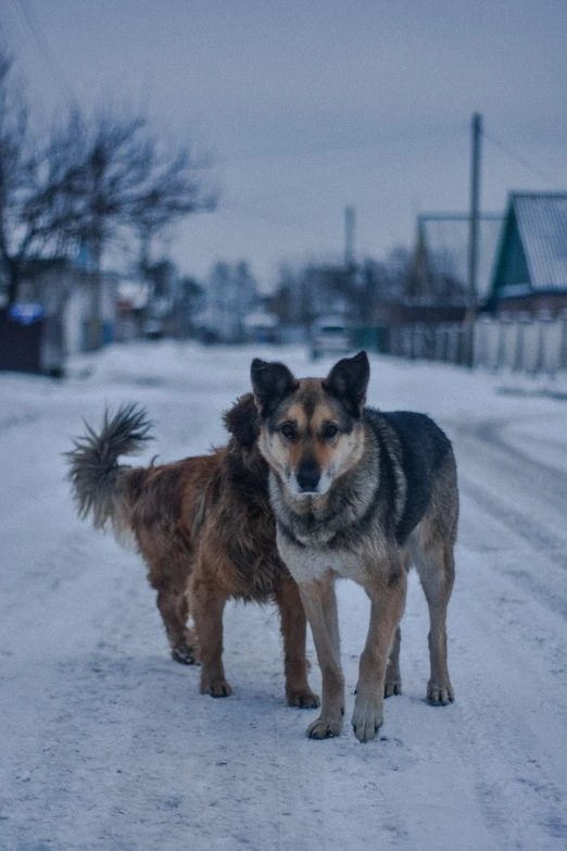 two dogs stand in the snow next to each other